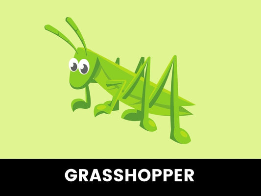 Grasshopper